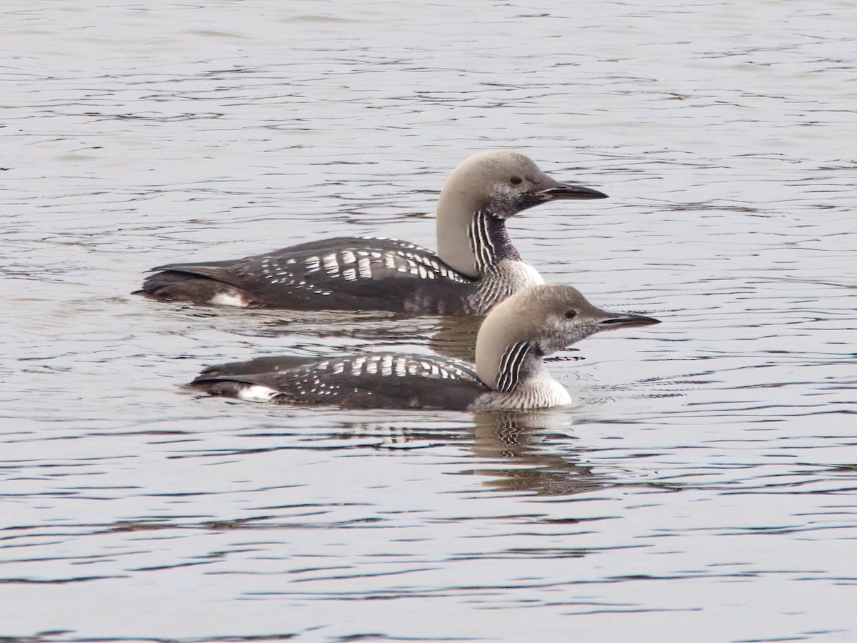 Arctic Loon - ML644872683