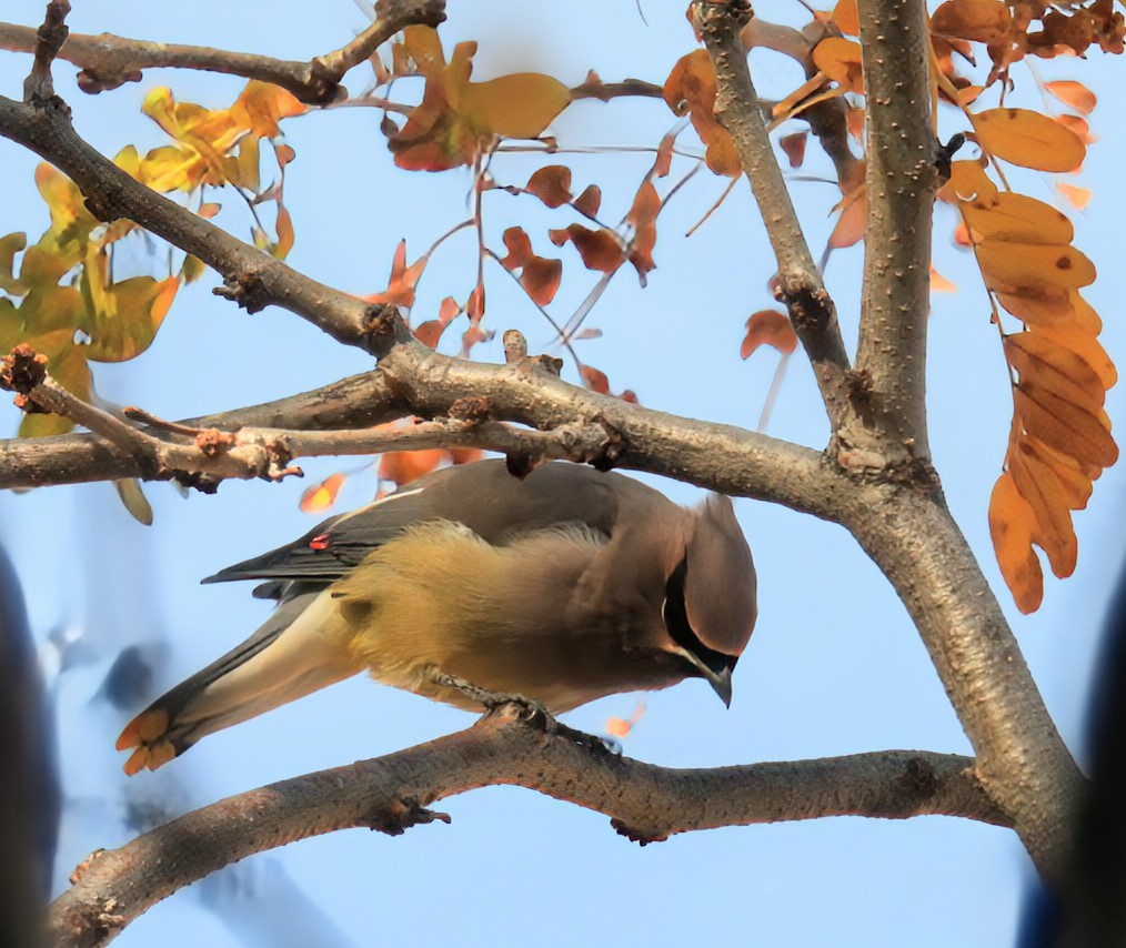 Cedar Waxwing - ML644872688