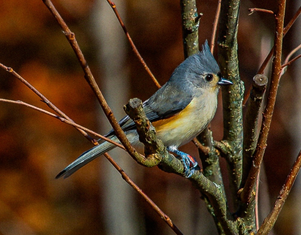 Tufted Titmouse - ML644872698
