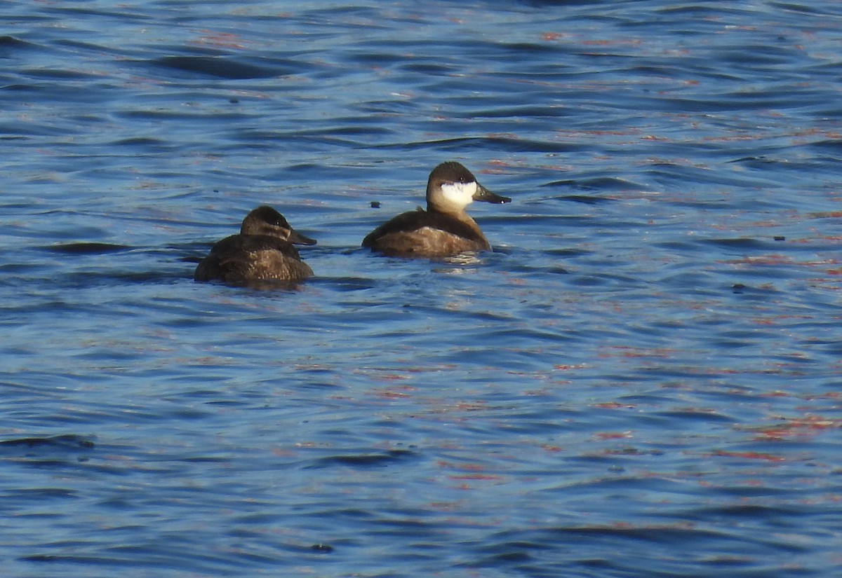 Ruddy Duck - ML644872707