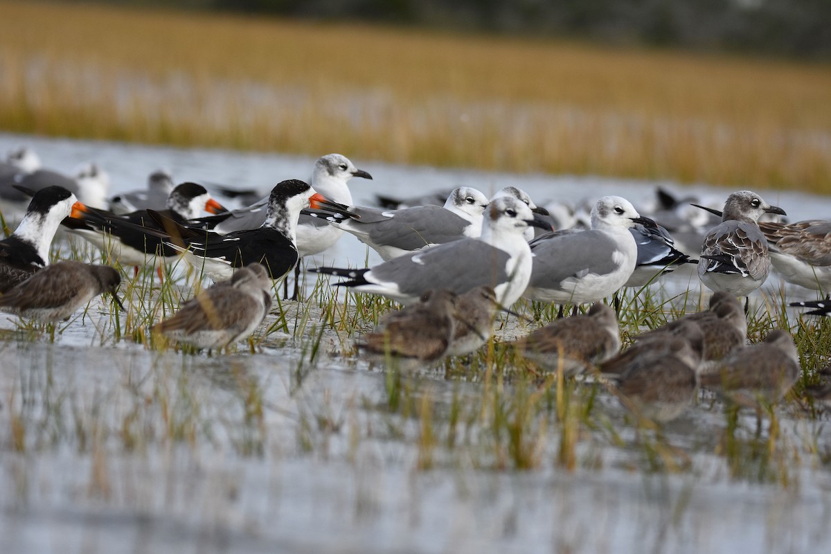 Gabbiano sghignazzante - ML644872714