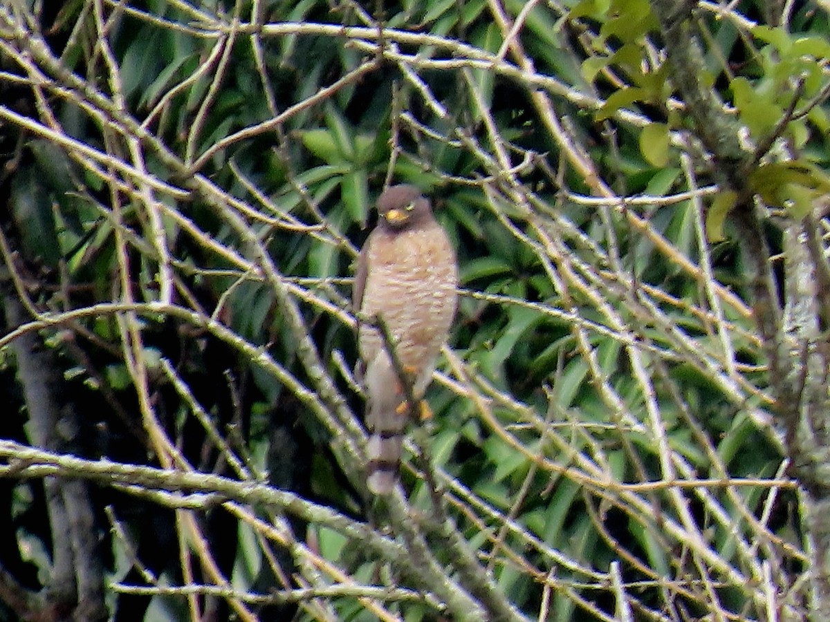 Roadside Hawk (Southern) - ML644872716