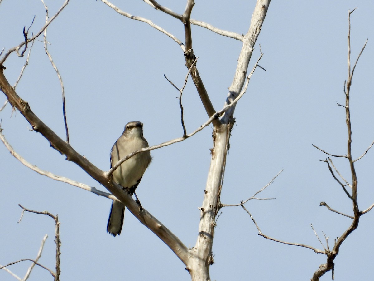 Northern Mockingbird - ML644872720