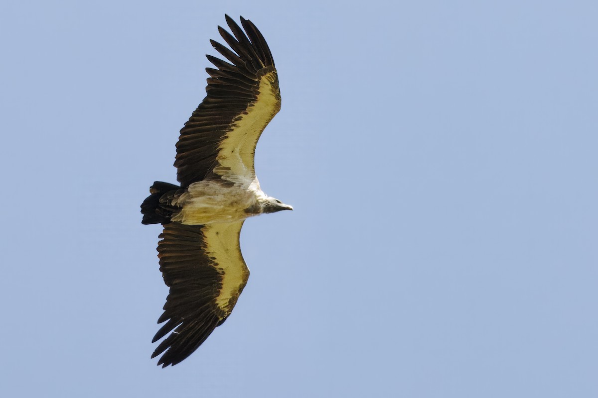 Ak Sırtlı Akbaba - ML644872726