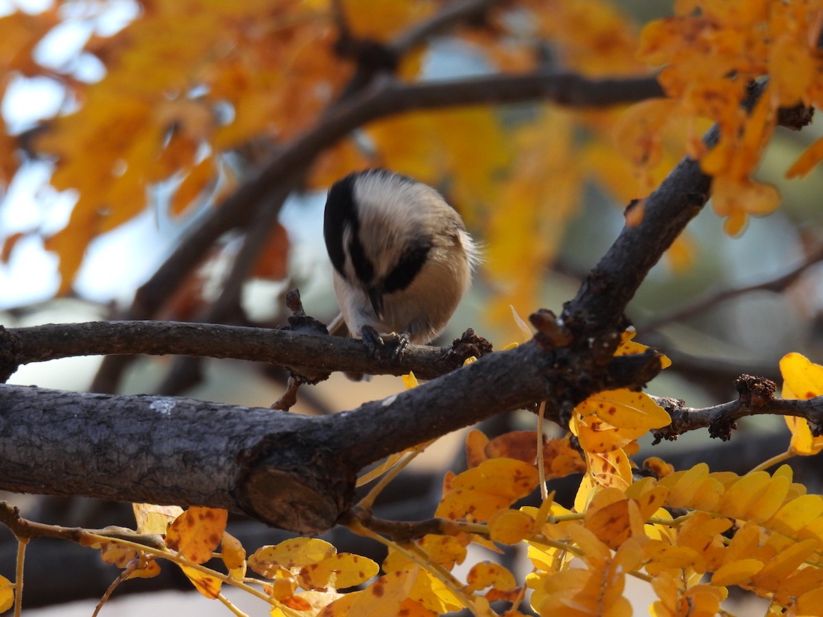 Mountain Chickadee - ML644872728