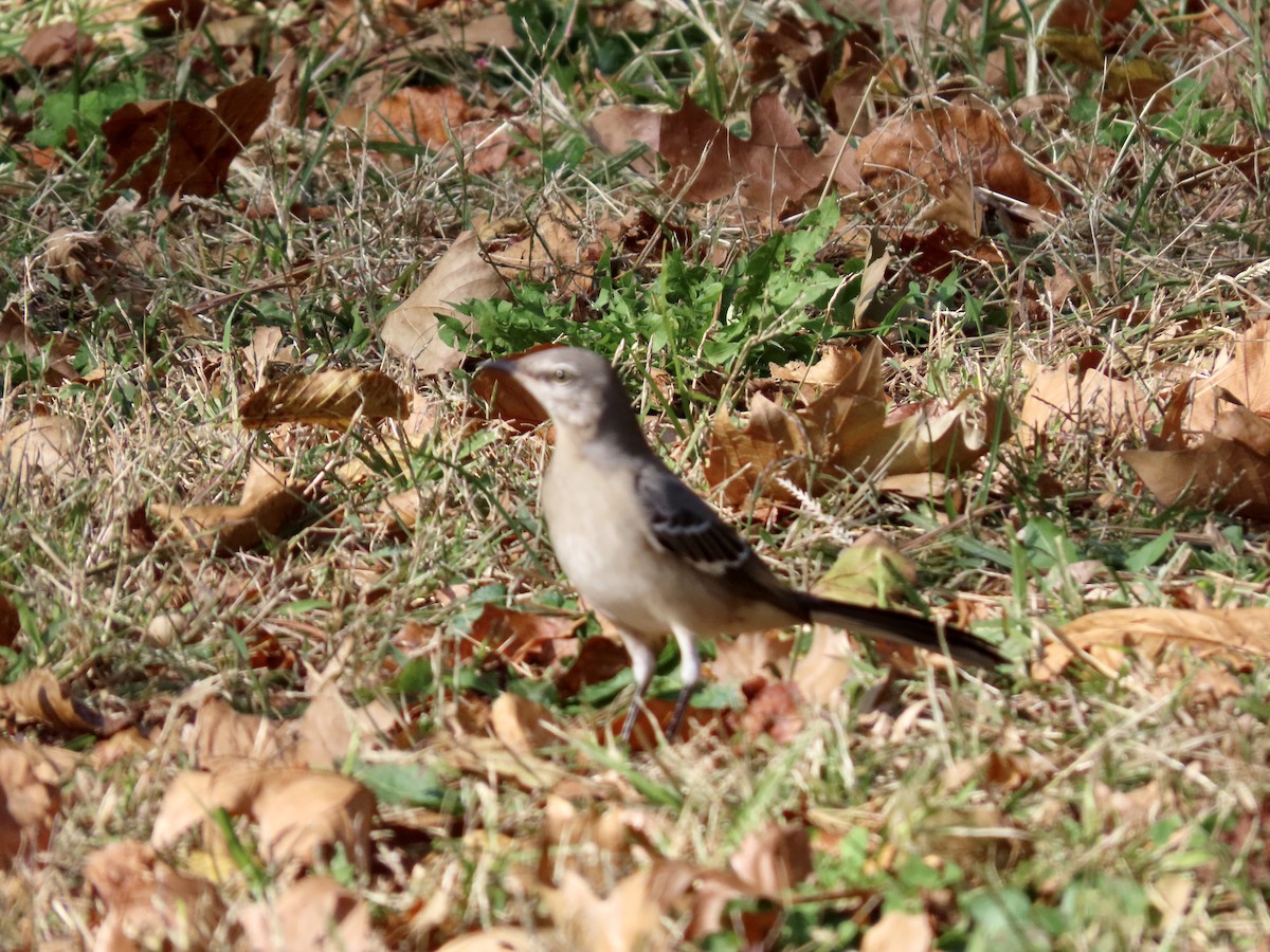 Northern Mockingbird - ML644872730