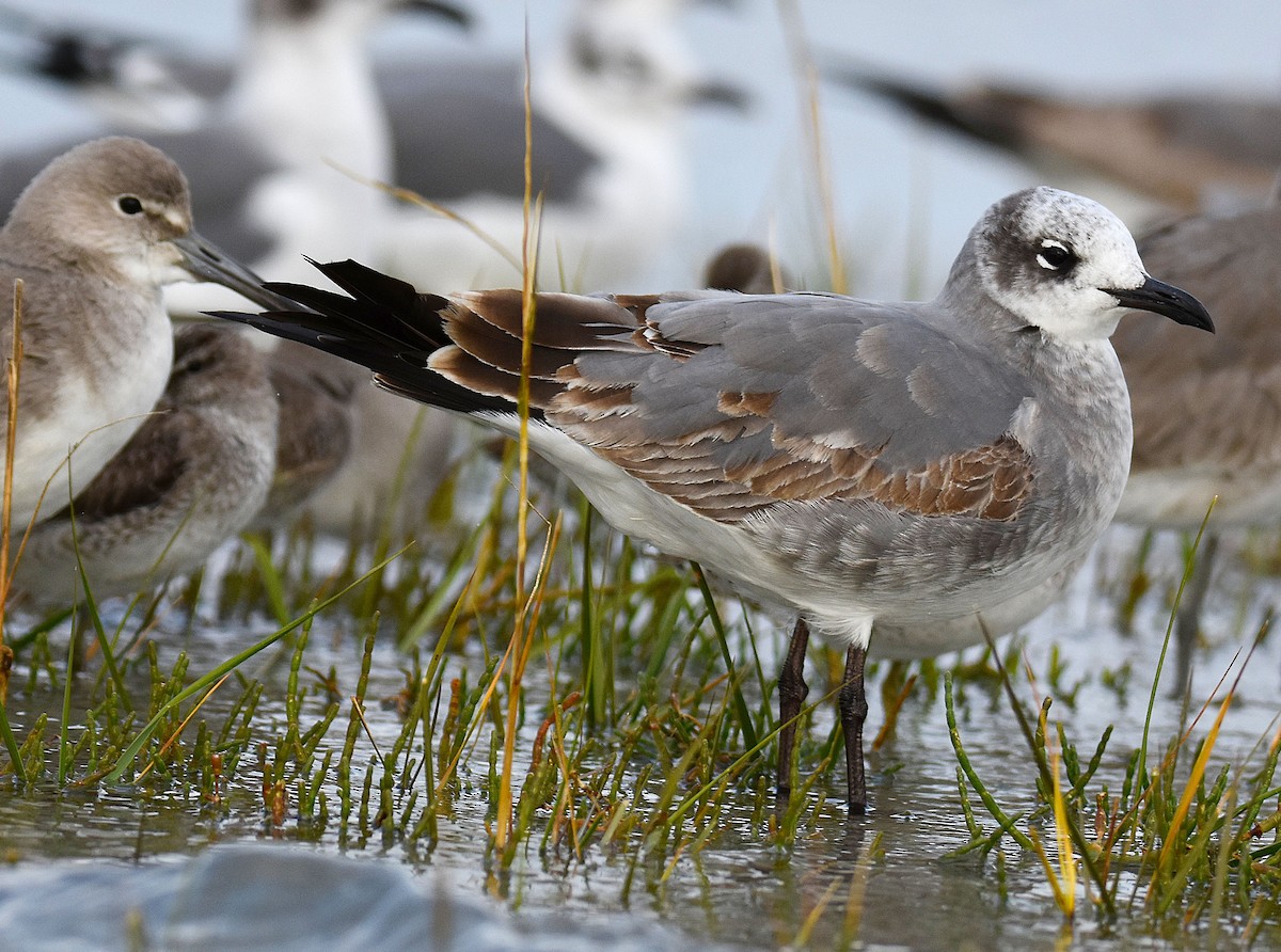 Gabbiano sghignazzante - ML644872734