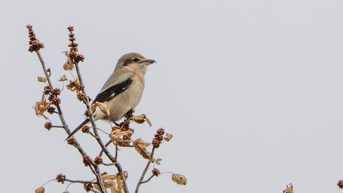 ťuhýk severní - ML644872739