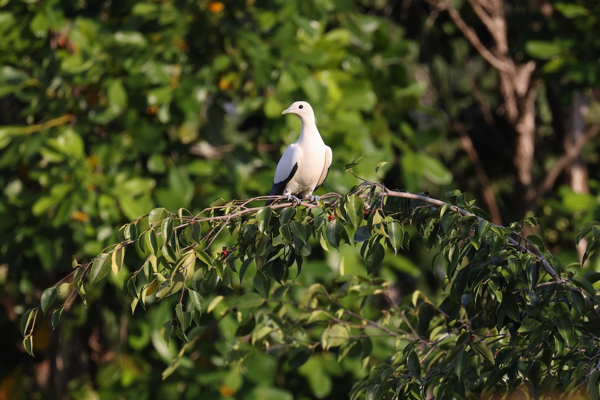 Carpophage argenté - ML644872741