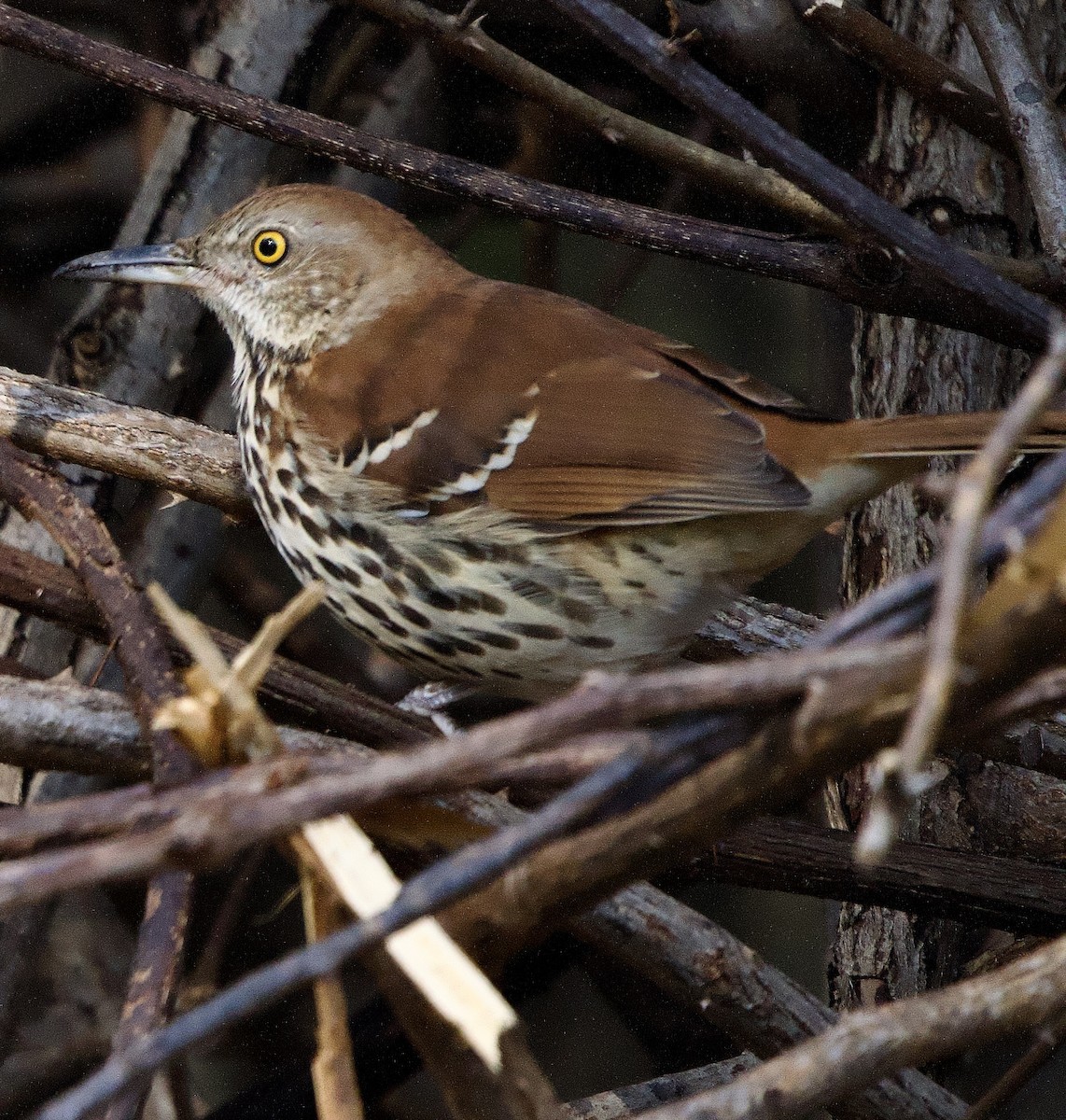 Kahverengi Çöpçü - ML644872743