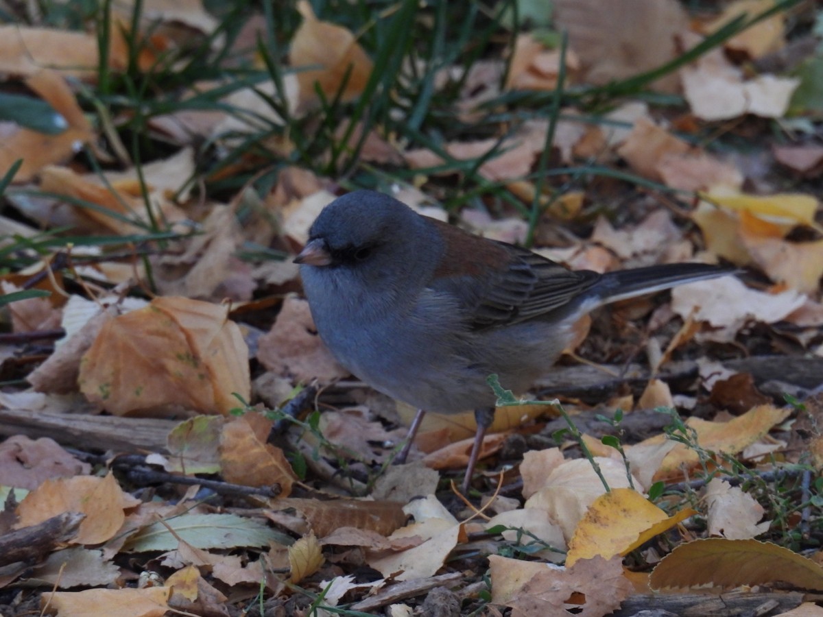 Dark-eyed Junco (Gray-headed) - ML644872765