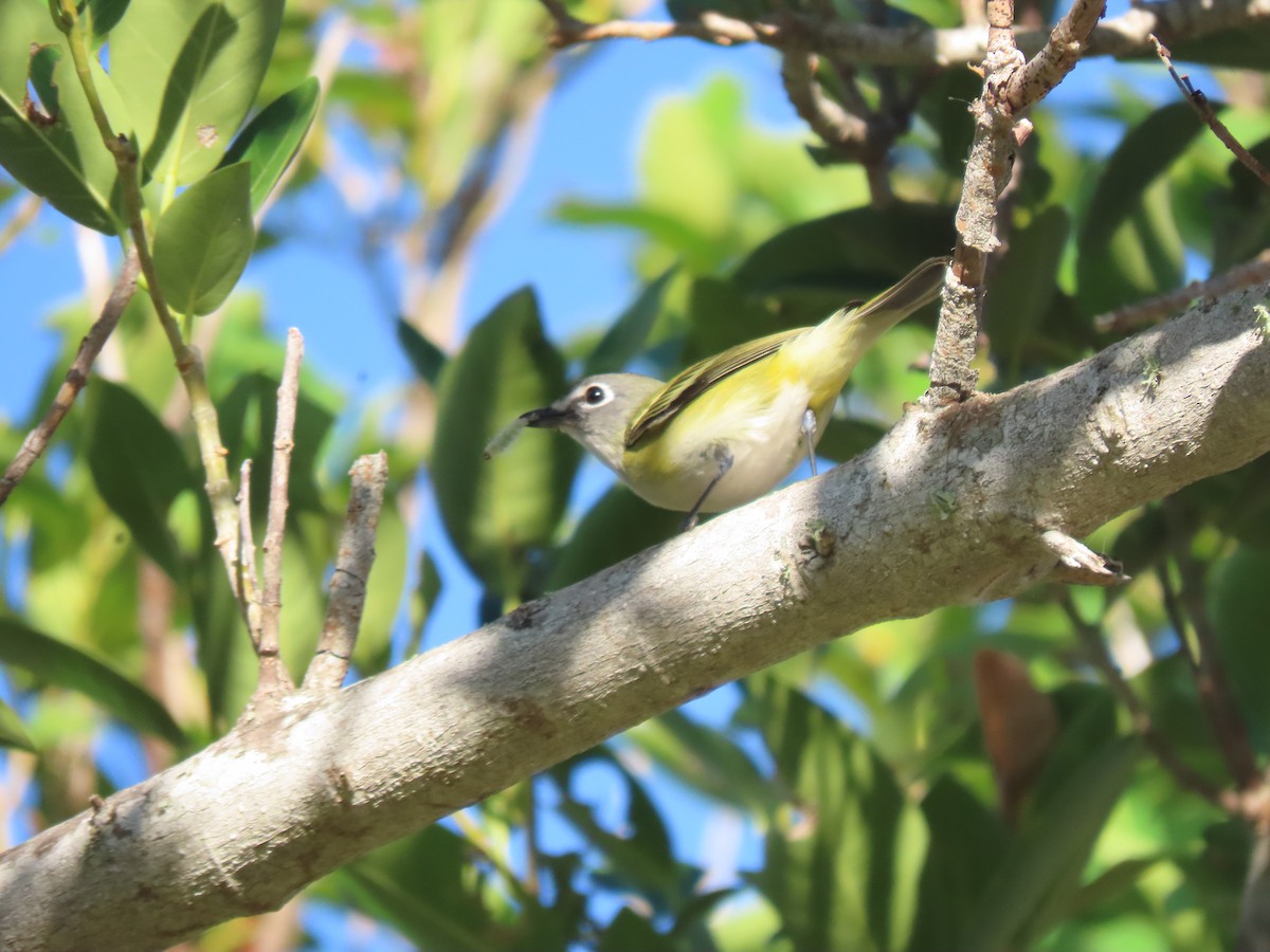 フタスジモズモドキ - ML644872769