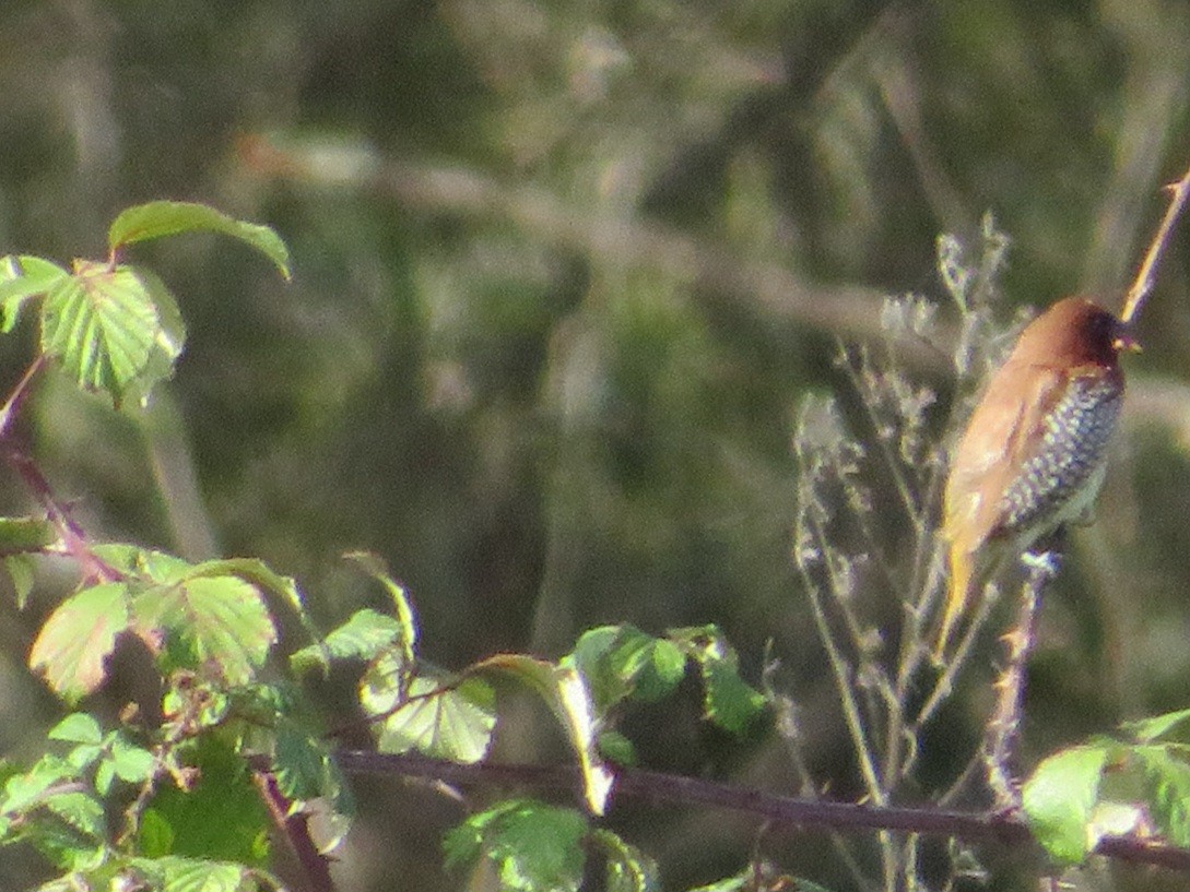 斑文鳥 - ML644872782