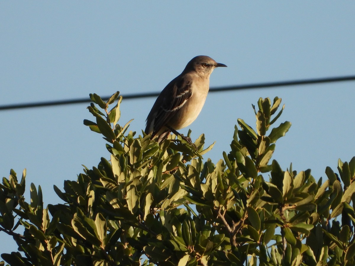 Northern Mockingbird - ML644872783