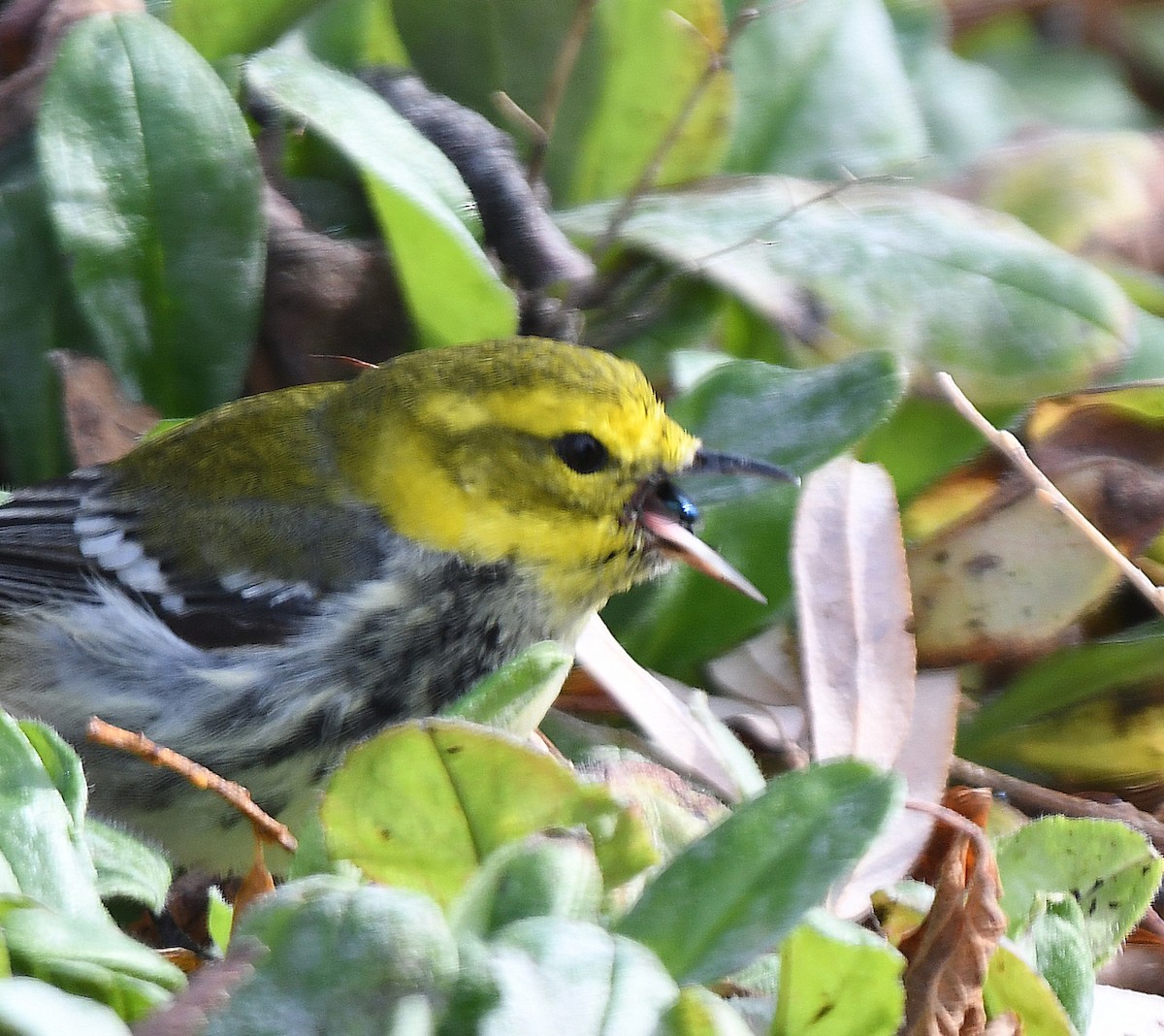 Black-throated Green Warbler - ML644872784