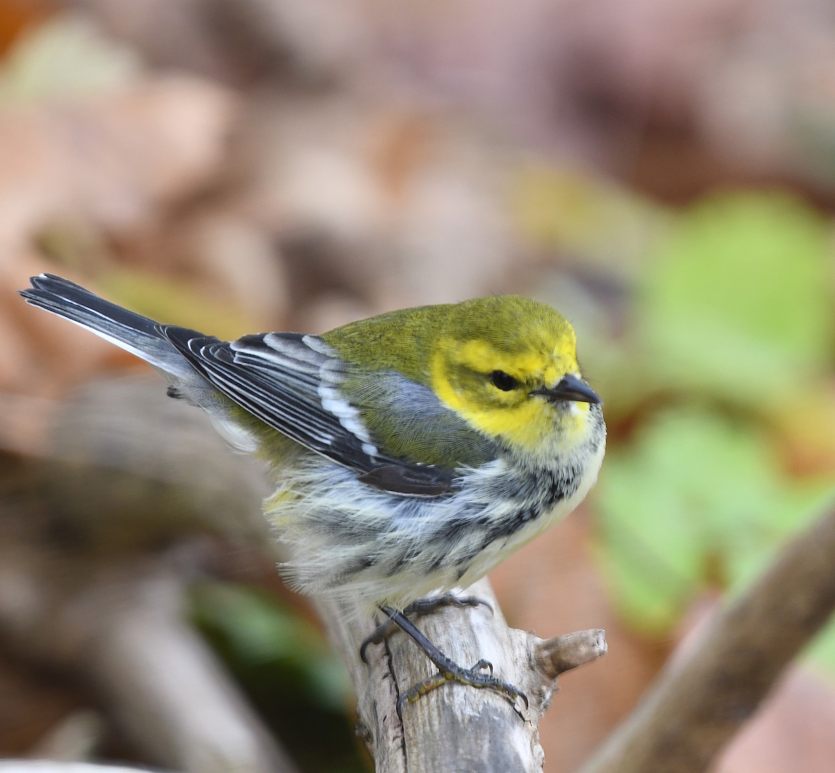 Black-throated Green Warbler - ML644872785