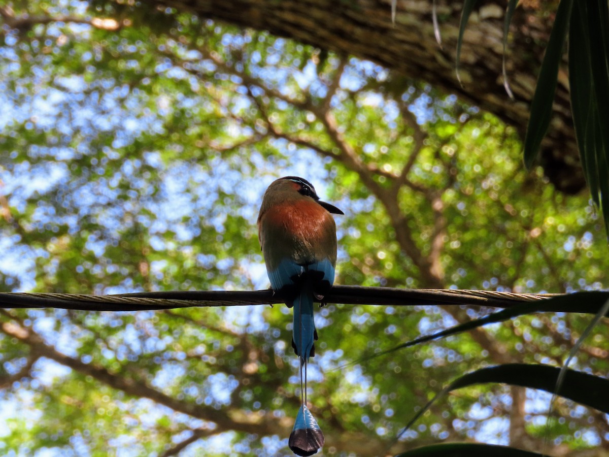 Turquoise-browed Motmot - ML644872801