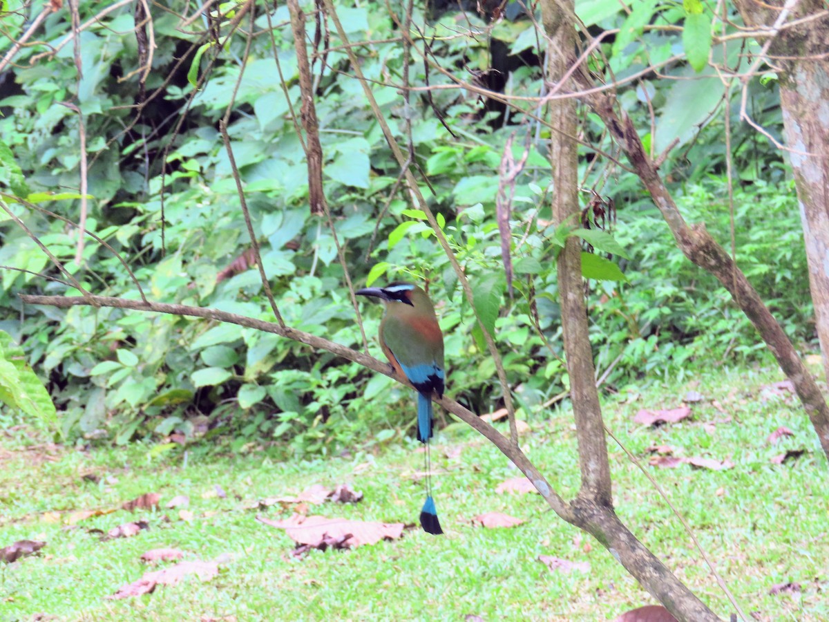 Turquoise-browed Motmot - ML644872802