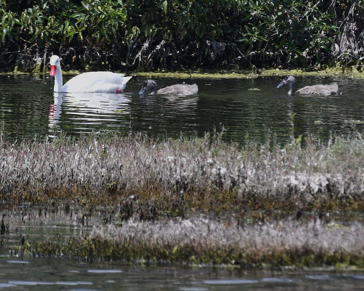 coscorobasvane - ML644872804