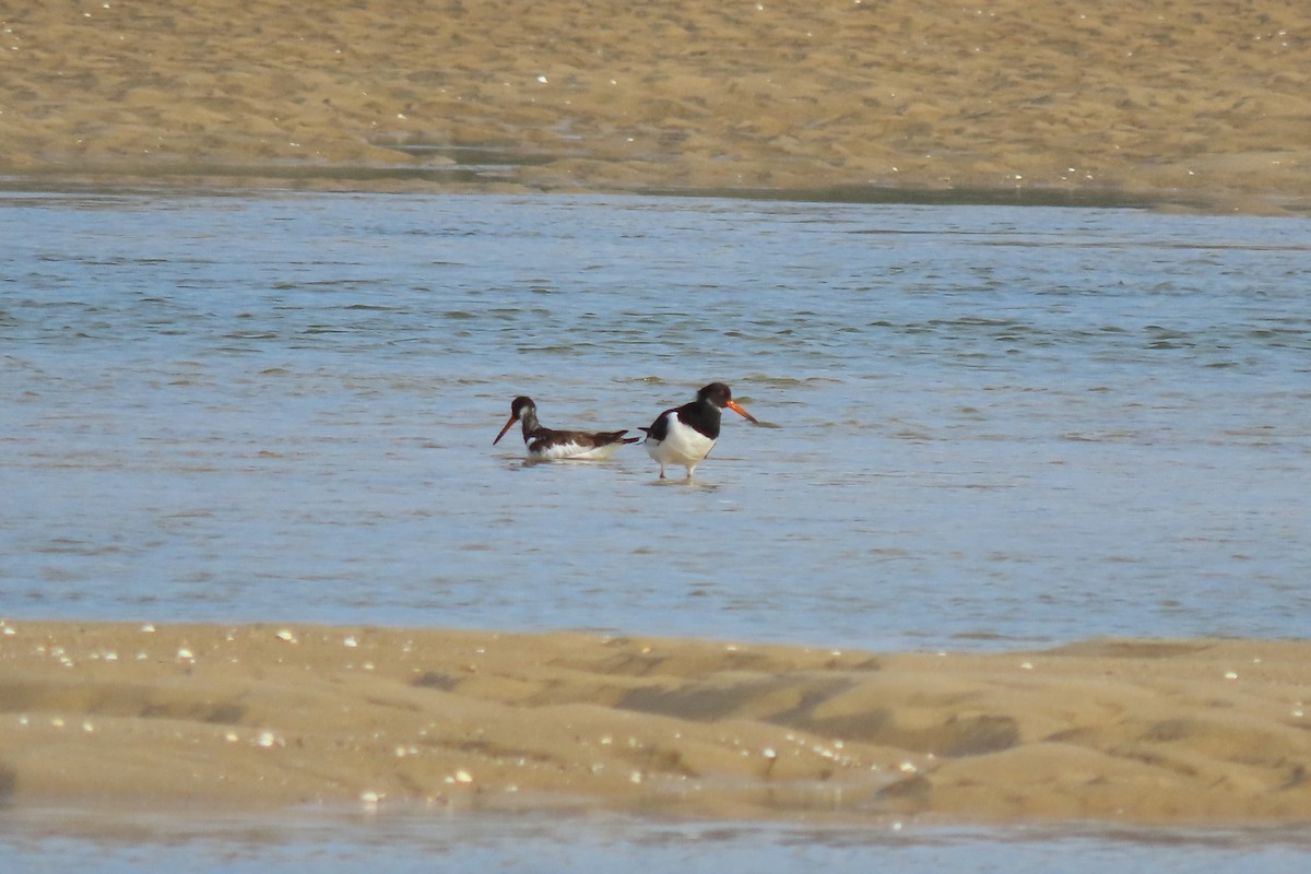 Eurasian Oystercatcher - ML644872808