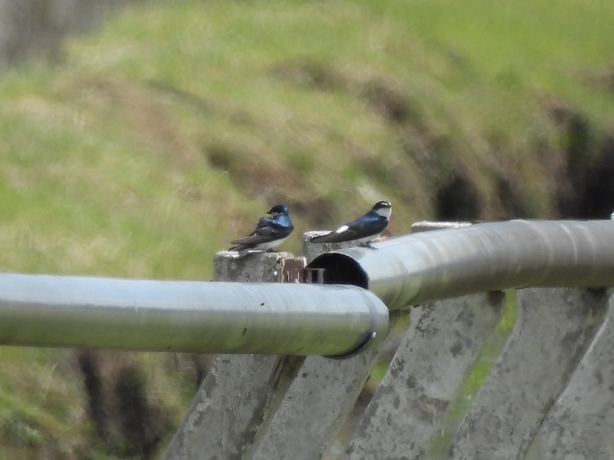 Hirondelle à diadème - ML644872810