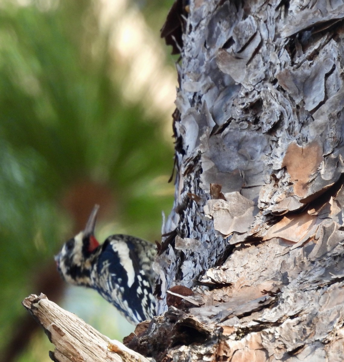 kanadasevjespett - ML644872818