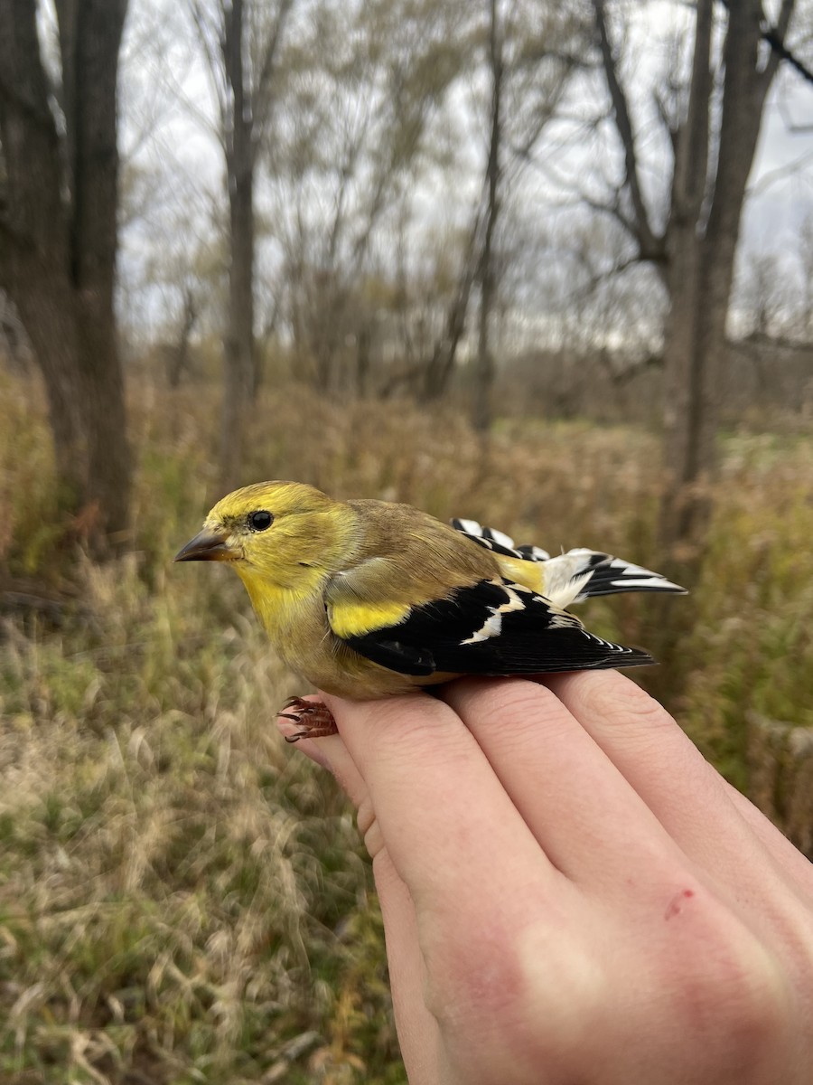 Altın İskete - ML644872823