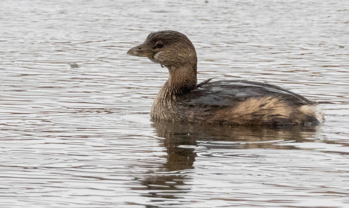 Pied-billed Grebe - ML644872825