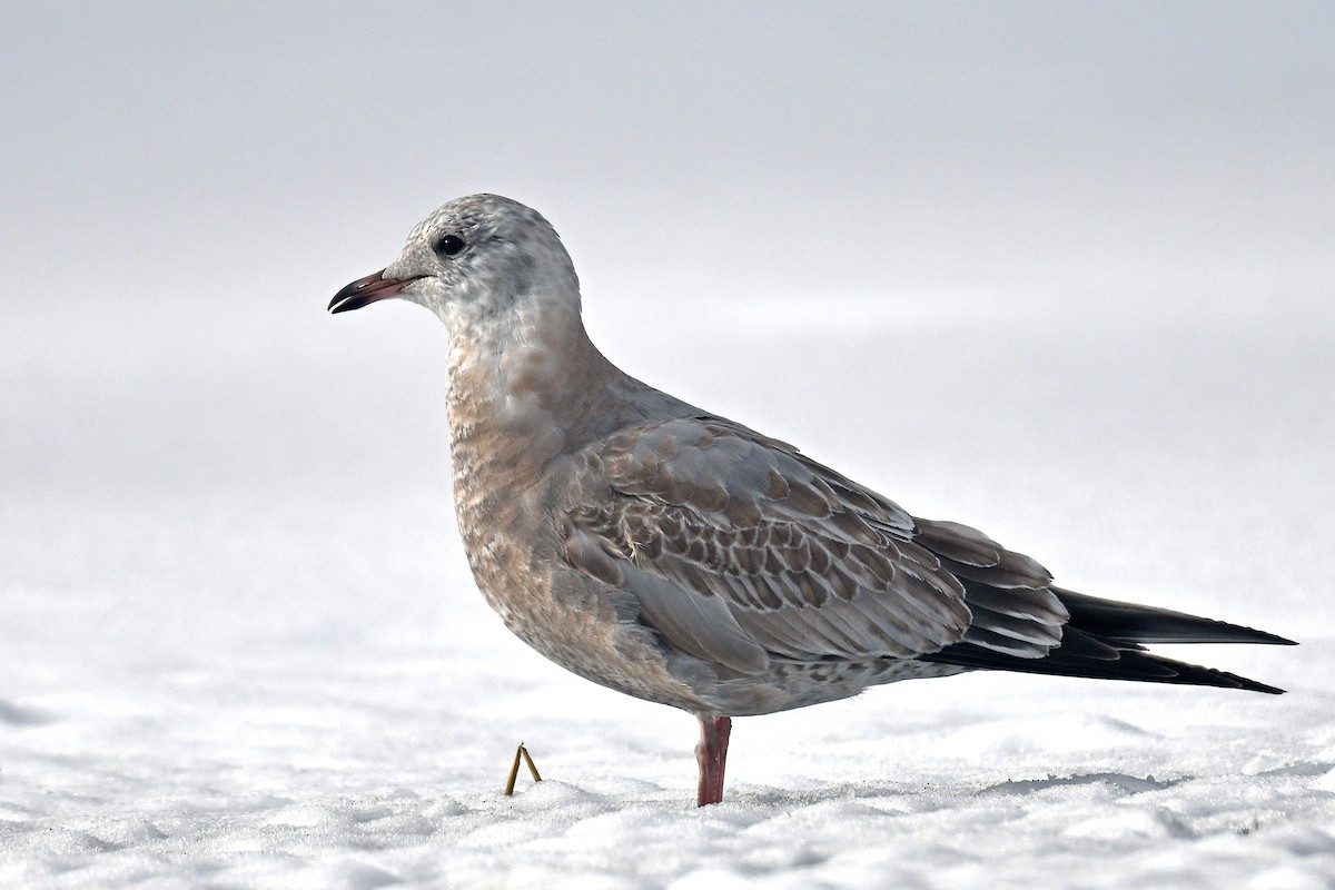 racek aljašský - ML644872827