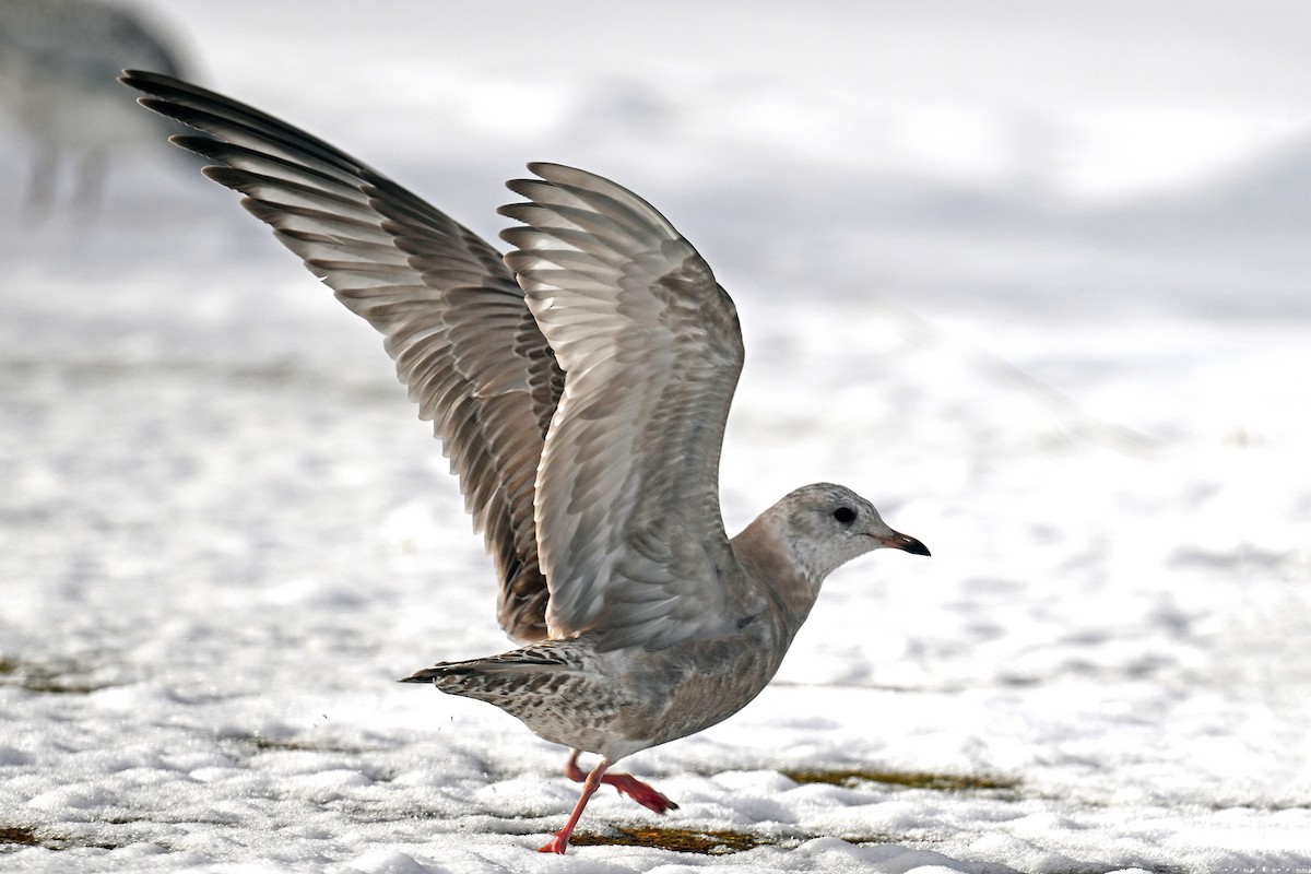 racek aljašský - ML644872837