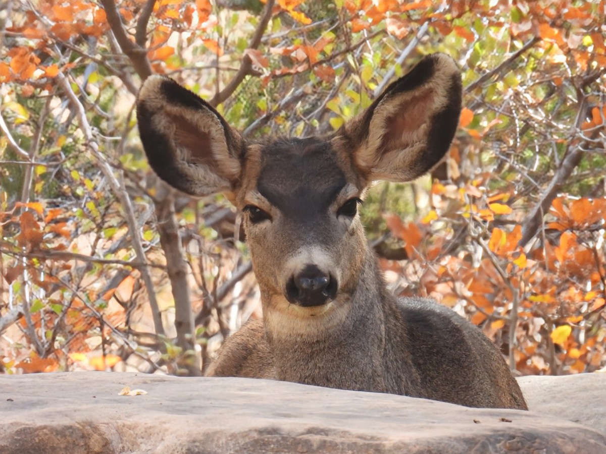 Animali - ML644872839