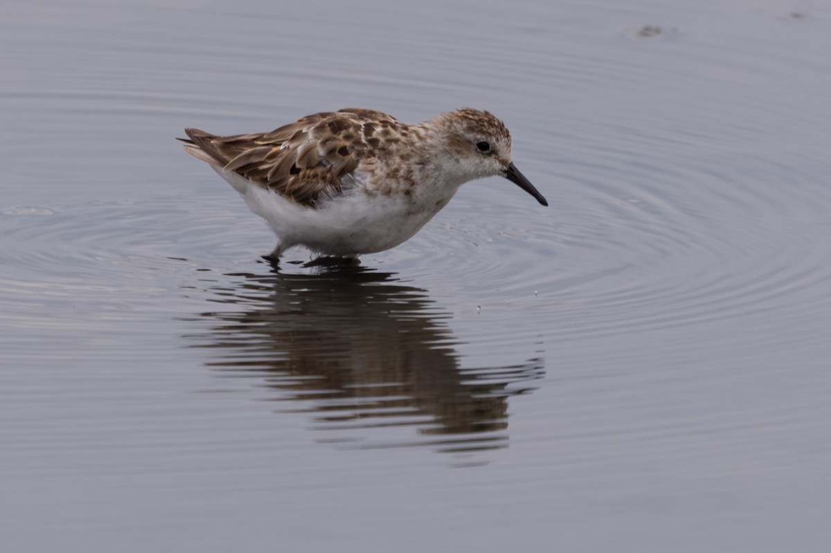 ヨーロッパトウネン - ML644872841