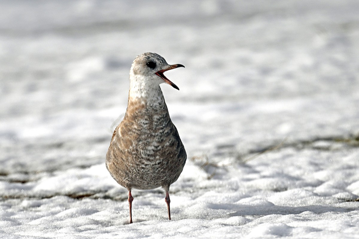 racek aljašský - ML644872849