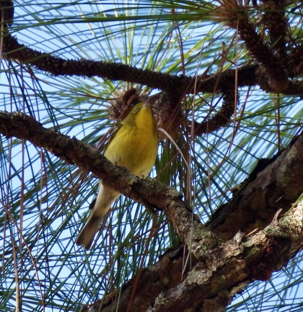 Pine Warbler - ML644872857