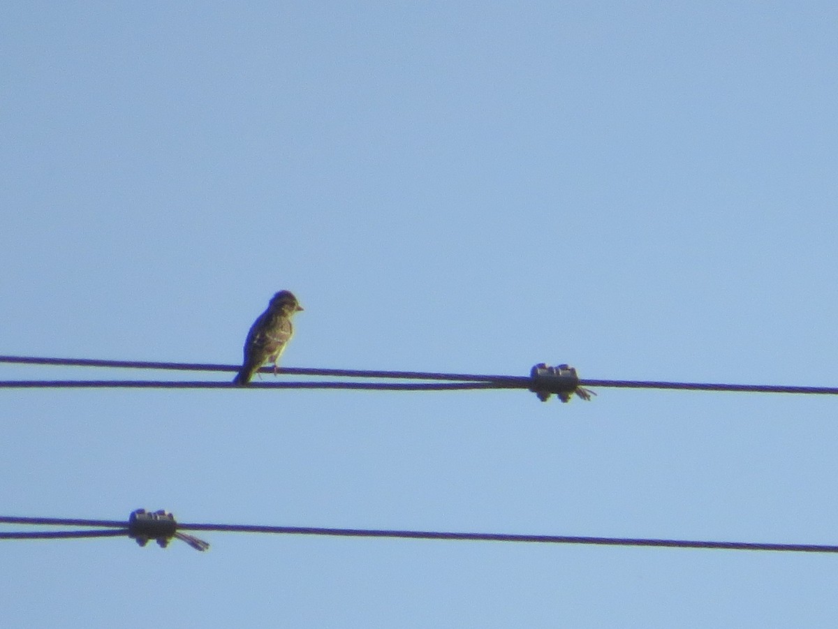 Rock Sparrow - ML644872859