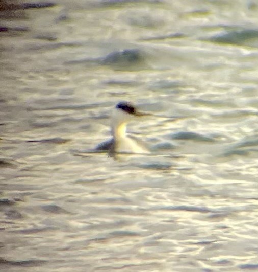 Western Grebe - ML644872860