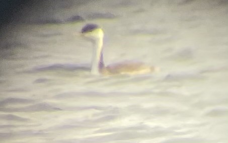 Western Grebe - ML644872861