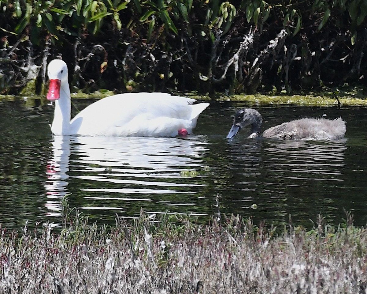 coscorobasvane - ML644872866