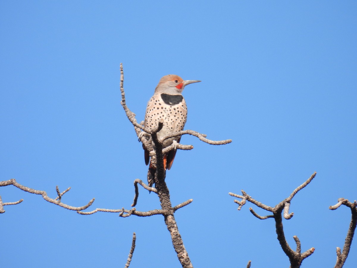 Northern Flicker - ML644872867