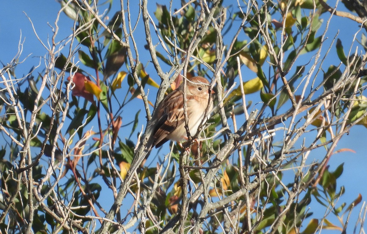 Field Sparrow - ML644872879