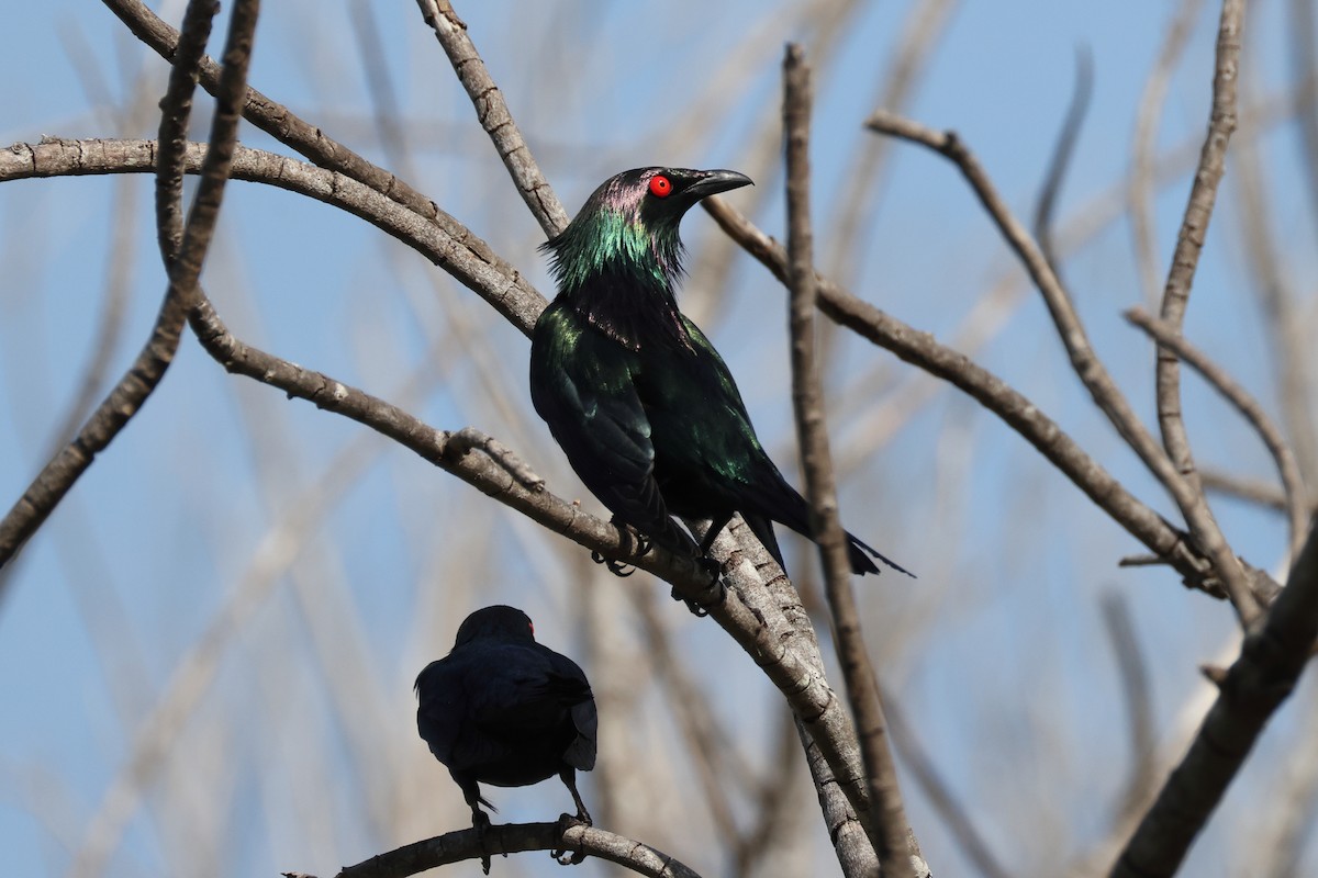 špaček lesklý - ML644872882