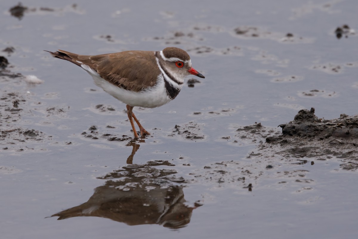 Three-banded Plover - ML644872909