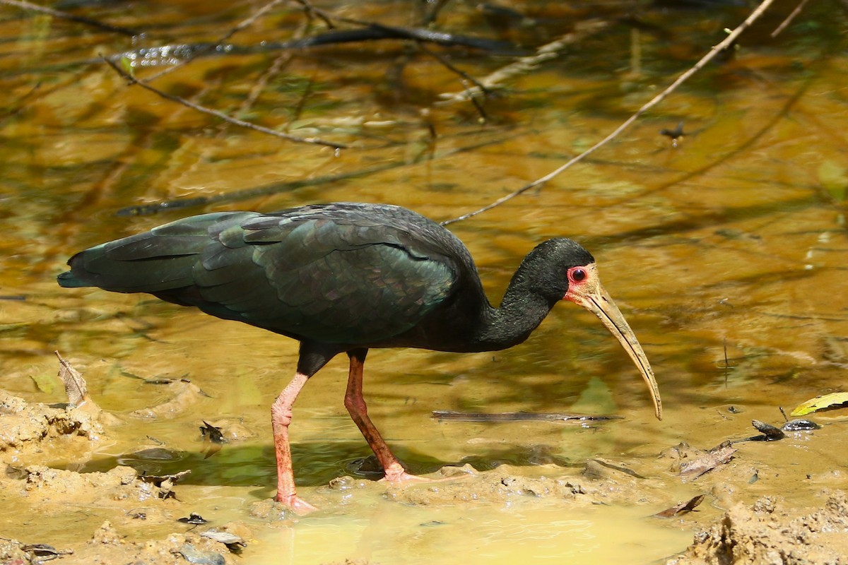 Bare-faced Ibis - ML644872916