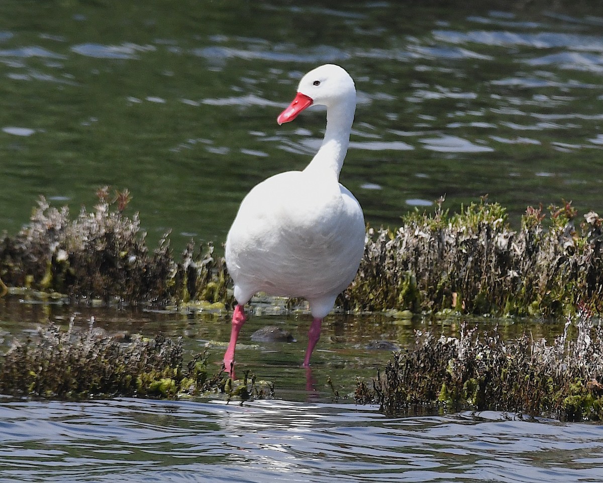 coscorobasvane - ML644872929