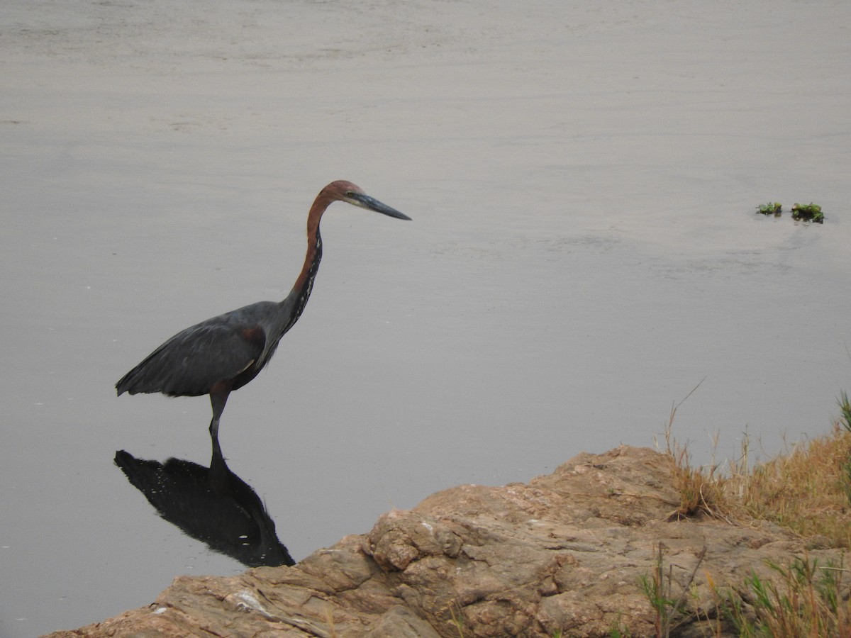 Goliath Heron - ML644872938