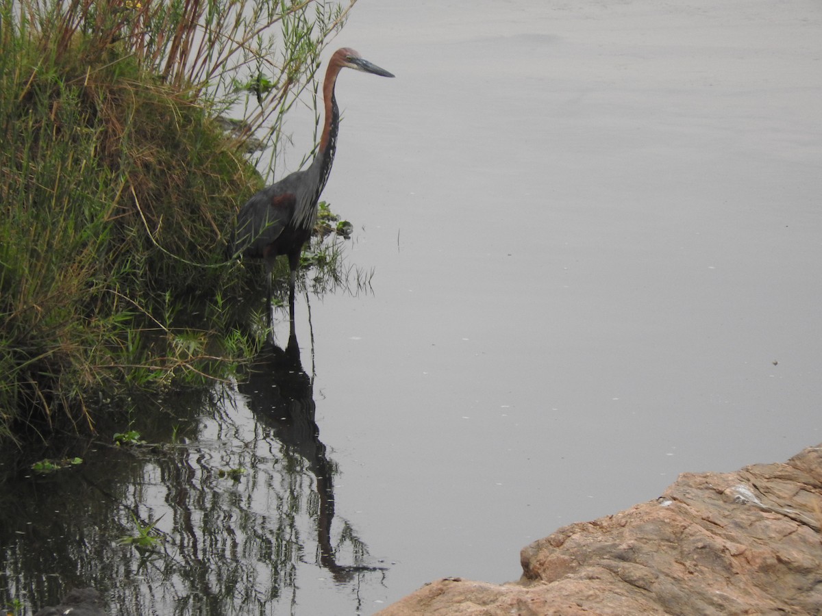 Goliath Heron - ML644872939