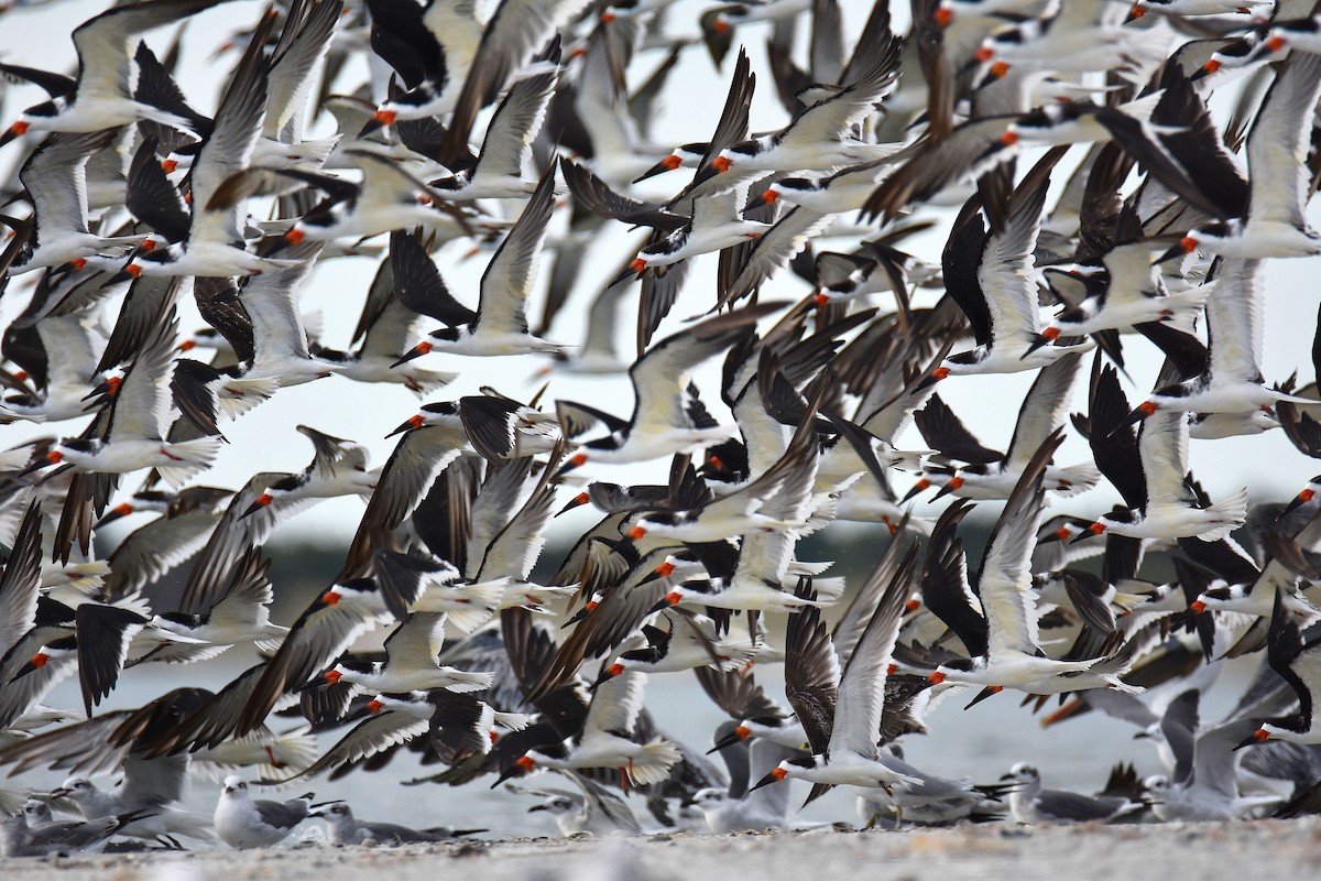 Black Skimmer - ML644872943