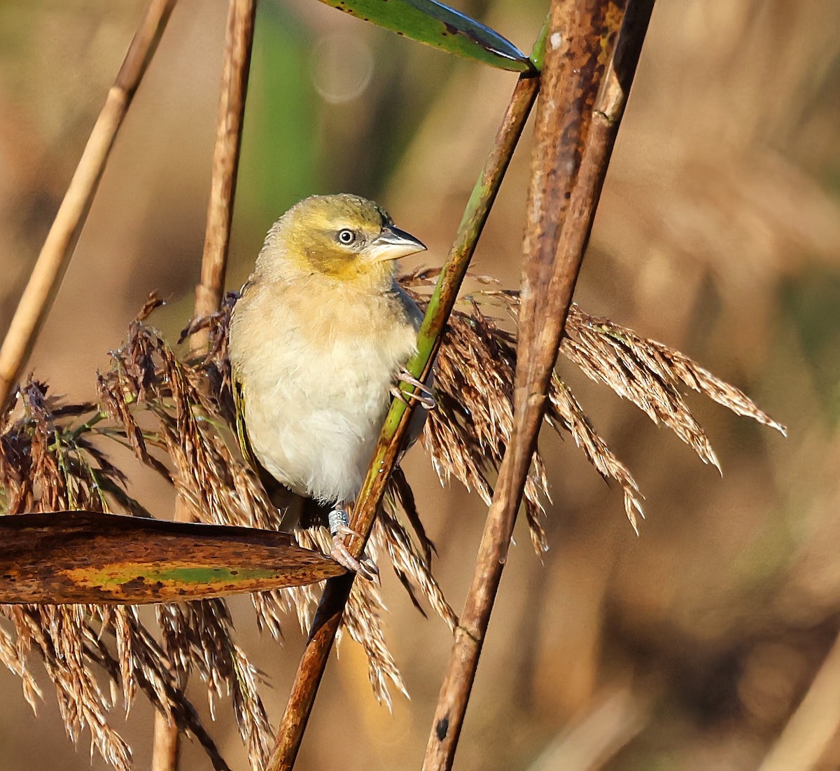 Black-headed Weaver - ML644872945