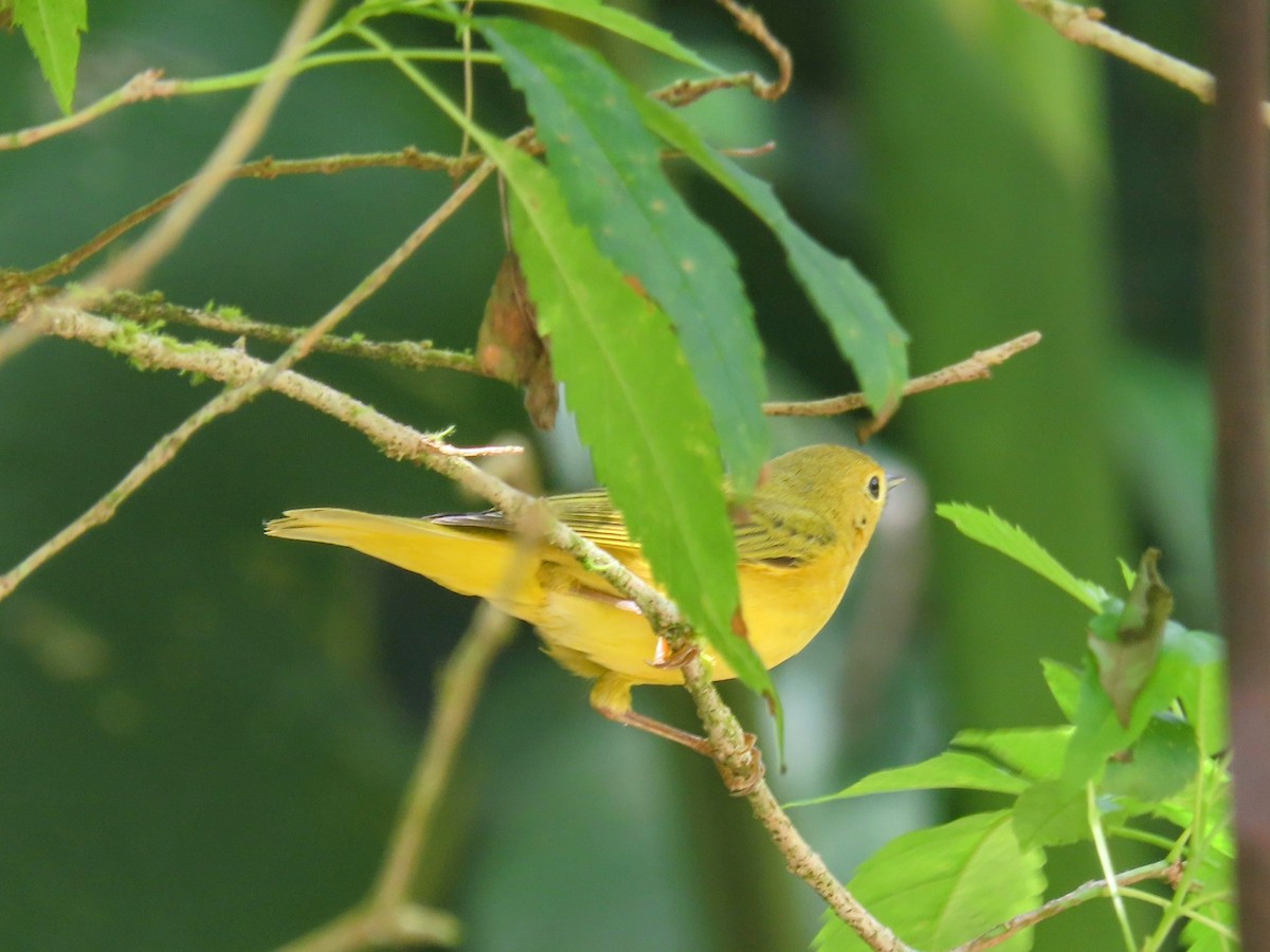 Northern Yellow Warbler - ML644872971