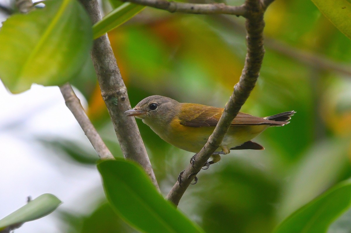סבכון חכלילי - ML644873006